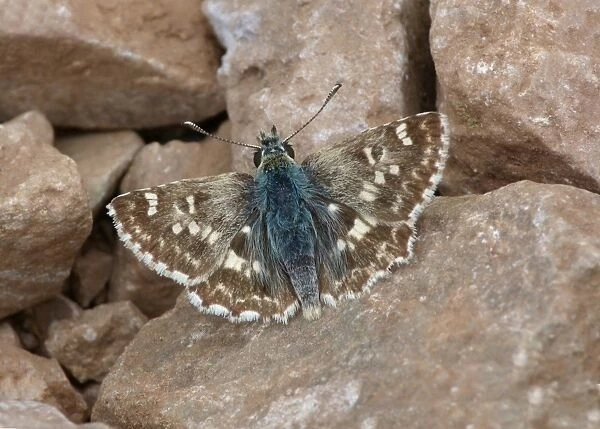 Sage Skipper (Muschampia proto) adult male, sunning on stony ground, Andalucia, Spain, May