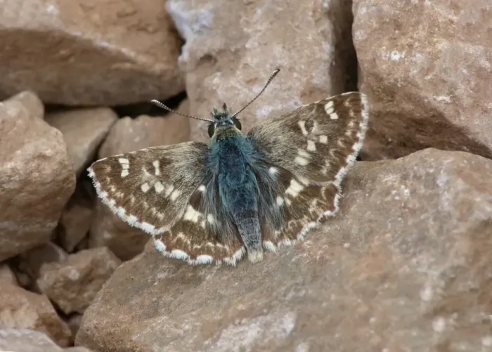 Framed Print : Sage Skipper (Muschampia proto) adult male, sunning on stony ground, Andalucia, Spain, May