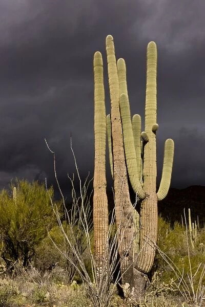 Saguaro Cacti (Carnegiea gigantea) growing in desert with approaching stormclouds, Saguaro N. P