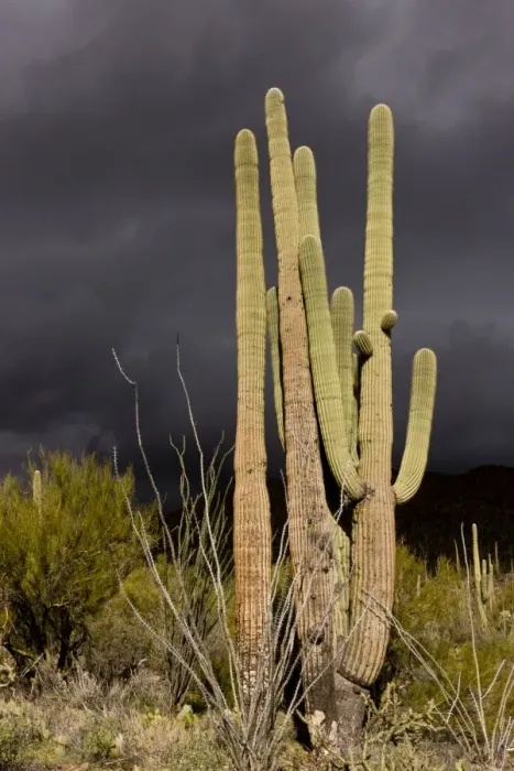 Framed Print : Saguaro Cacti (Carnegiea gigantea) growing in desert with approaching stormclouds, Saguaro N. P Framed Print : Saguaro Cacti (Carnegiea gigantea) growing in desert with approaching stormclouds, Saguaro N. P