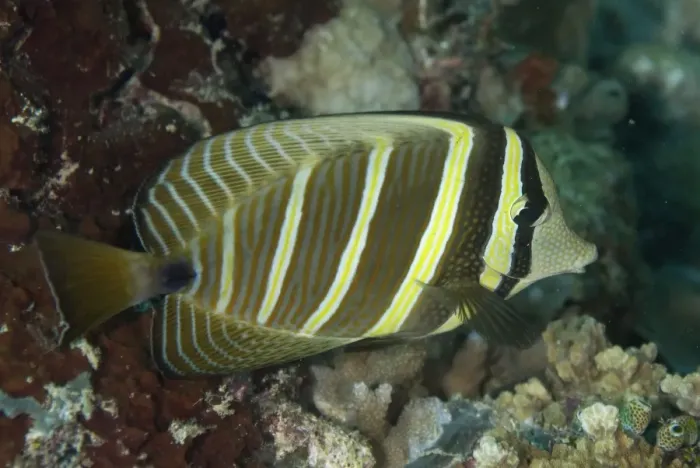 Framed Print : Sailfin Tang (Zebrasoma veliferum) adult, swimming over reef, Sipadan Island, Sabah, Borneo, Malaysia Framed Print : Sailfin Tang (Zebrasoma veliferum) adult, swimming over reef, Sipadan Island, Sabah, Borneo, Malaysia