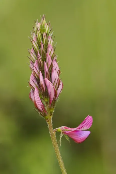 Framed Print : Sainfoin (Onobrychis viciifolia) close-up of flowerspike, Ivinghoe Beacon, Chiltern Hills, Buckinghamshire, England Framed Print : Sainfoin (Onobrychis viciifolia) close-up of flowerspike, Ivinghoe Beacon, Chiltern Hills, Buckinghamshire, England