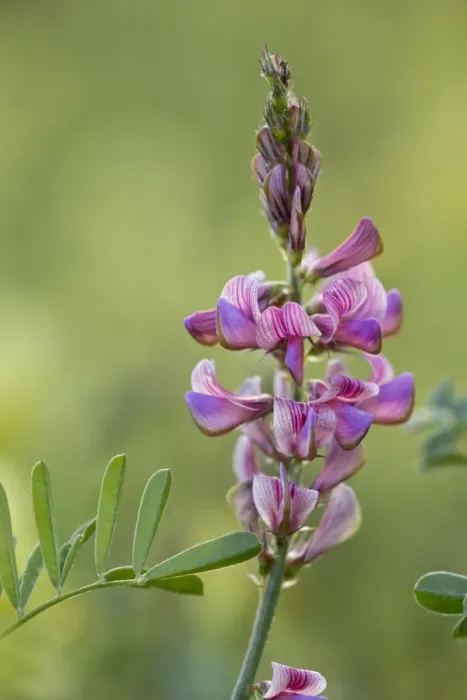 Framed Print : Sainfoin (Onobrychis viciifolia) flowering, Apennines, Italy, May Framed Print : Sainfoin (Onobrychis viciifolia) flowering, Apennines, Italy, May