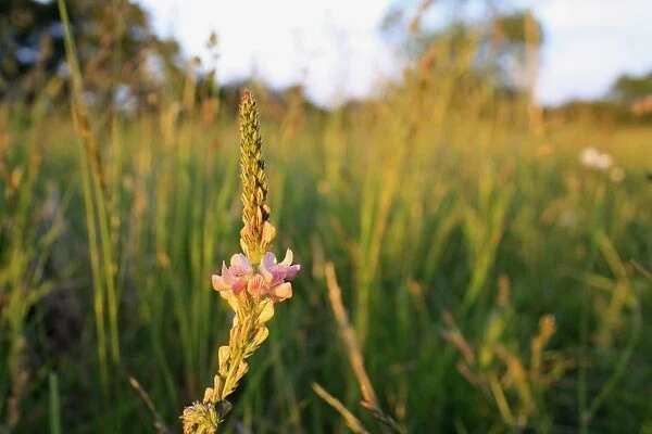 Sainfoin (Onobrychis viciifolia) flowering, growing in permanent set-a-aside, in late evening sunshine, Bacton