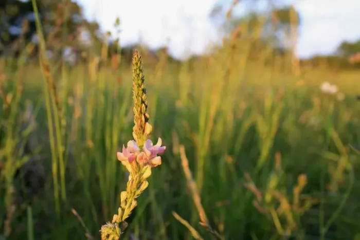 Framed Print : Sainfoin (Onobrychis viciifolia) flowering, growing in permanent set-a-aside, in late evening sunshine, Bacton Framed Print : Sainfoin (Onobrychis viciifolia) flowering, growing in permanent set-a-aside, in late evening sunshine, Bacton