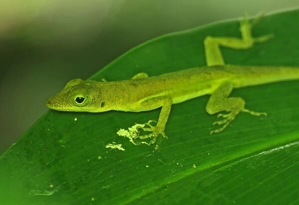 Saint Lucia Anole (Anolis luciae) green form, adult, resting on leaf, Fond Doux Plantation, St