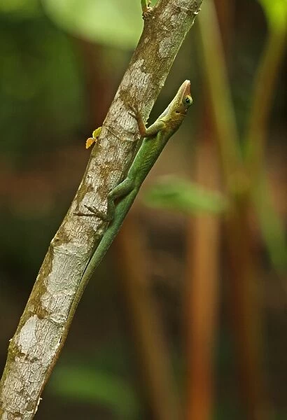 Saint Lucia Anole (Anolis luciae) green form, adult, clinging to branch, Fond Doux Plantation, St
