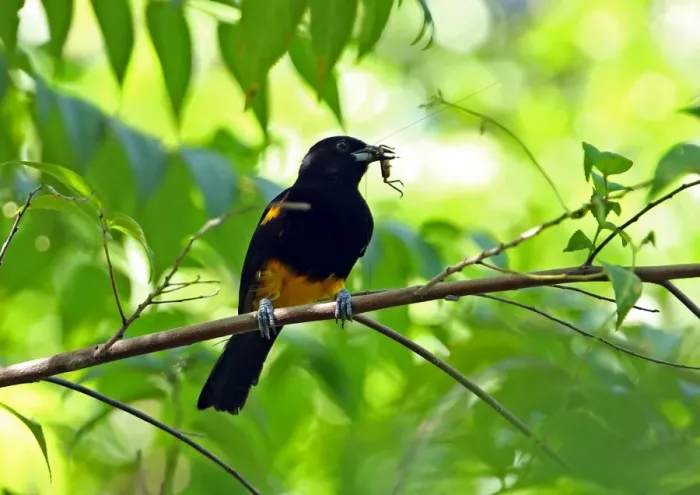 Framed Print : Saint Lucia Oriole (Icterus laudabilis) adult female, with insect prey in beak, perched on branch, Praslin, St Framed Print : Saint Lucia Oriole (Icterus laudabilis) adult female, with insect prey in beak, perched on branch, Praslin, St