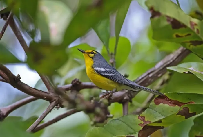 Framed Print : Saint Lucia Warbler (Setophaga delicata) adult, perched on twig, Fond Doux Plantation, St Framed Print : Saint Lucia Warbler (Setophaga delicata) adult, perched on twig, Fond Doux Plantation, St