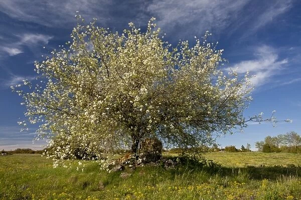 Saint Lucie Cherry (Prunus mahaleb) habit, flowering, Cevennes, France, May