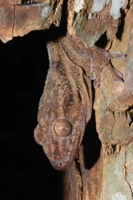 Framed Print : Sakalava Velvet Gecko (Blaesodactylus sakalava) adult, close-up of head, sheltering inside decaying log in spiny forest, Zombitse N. P. Southern Madagascar, august Framed Print : Sakalava Velvet Gecko (Blaesodactylus sakalava) adult, close-up of head, sheltering inside decaying log in spiny forest, Zombitse N. P. Southern Madagascar, august