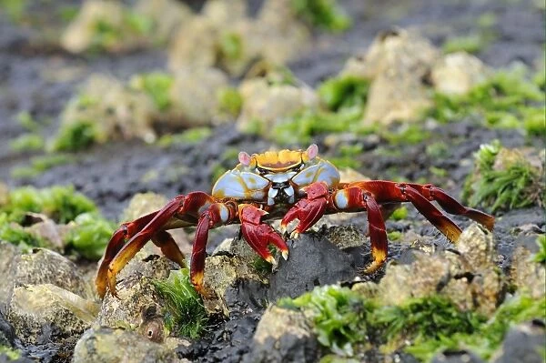 Sally Lightfoot Crab (Grapsus grapsus) adult, standing on rocks with barnacles and seaweed, Galapagos Islands