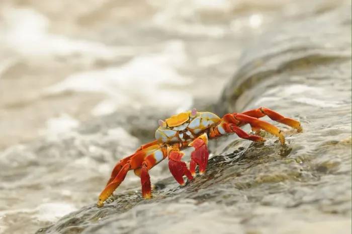Framed Print : Sally Lightfoot Crab (Grapsus grapsus) adult, standing on rock with wave flowing over, Galapagos Islands