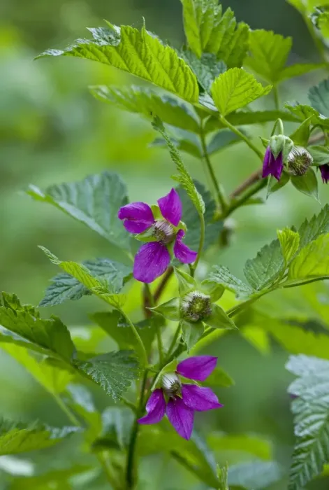Framed Print : Salmonberry (Rubus spectabilis) flowering, Cascade Mountains, Oregon, U. S. A. july Framed Print : Salmonberry (Rubus spectabilis) flowering, Cascade Mountains, Oregon, U. S. A. july