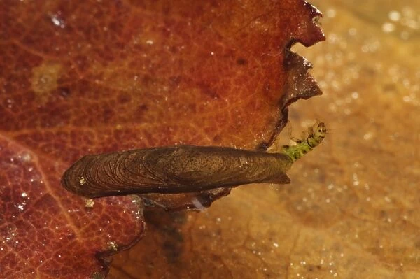Salt-and-pepper Microcaddisfly (Agraylea multipunctata) larva, final instar in protective case made from secretions