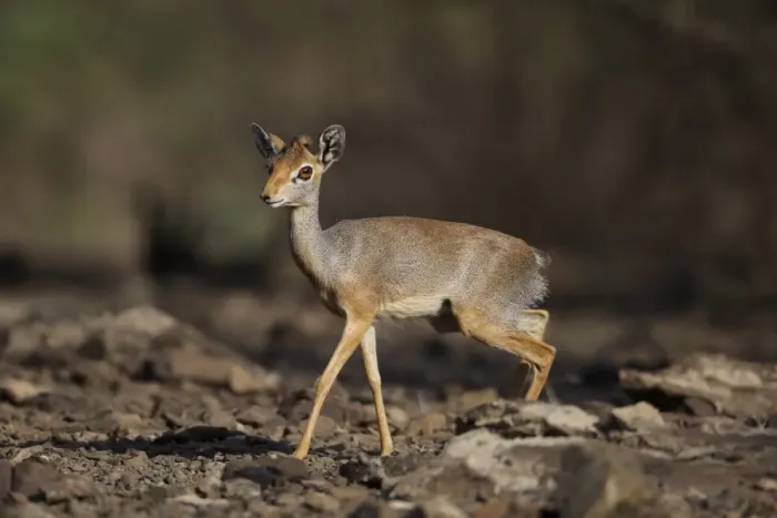 Framed Print : Salt's Dik-dik (Madoqua saltiana) adult female, walking on stony ground, Awash Region, Ethiopia Framed Print : Salt's Dik-dik (Madoqua saltiana) adult female, walking on stony ground, Awash Region, Ethiopia