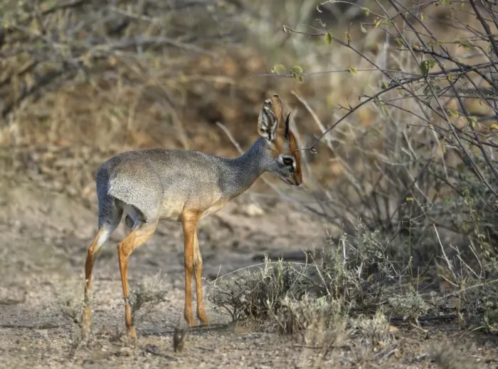 Framed Print : Salt's Dik-dik (Madoqua saltiana) adult male, scent marking twig, Awash Region, Ethiopia Framed Print : Salt's Dik-dik (Madoqua saltiana) adult male, scent marking twig, Awash Region, Ethiopia
