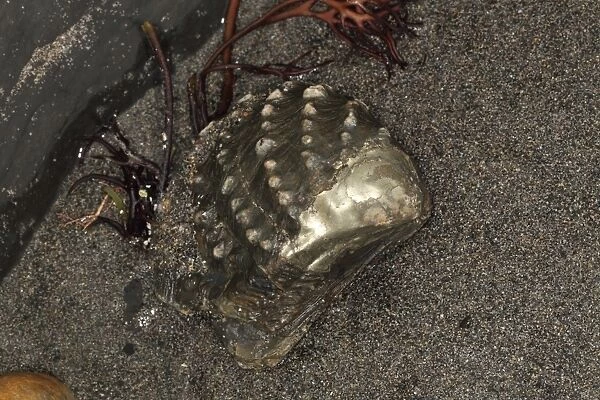 Saltwater Clam (Myophorella sp. ) shell fossil, Kimmeridge Bay, Isle of Purbeck, Dorset, England, October