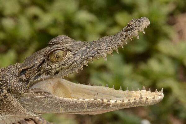 Saltwater Crocodile (Crocodylus porosus) juvenile, close-up of head, with mouth open, Bali, Lesser Sunda Islands