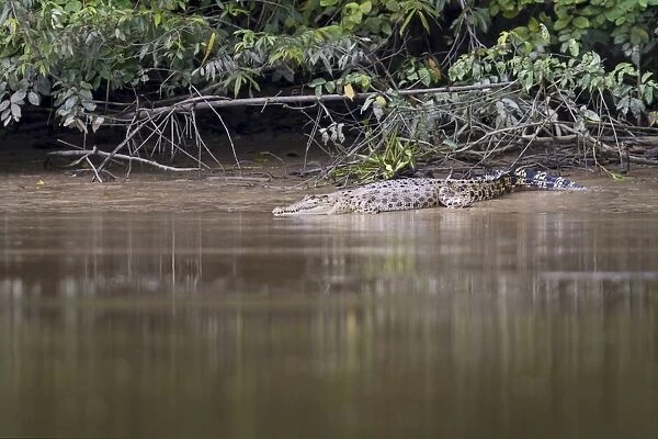 Saltwater Crocodile (Crocodylus porosus) adult, basking on riverbank in mangrove swamp, Malaysian Borneo, Borneo