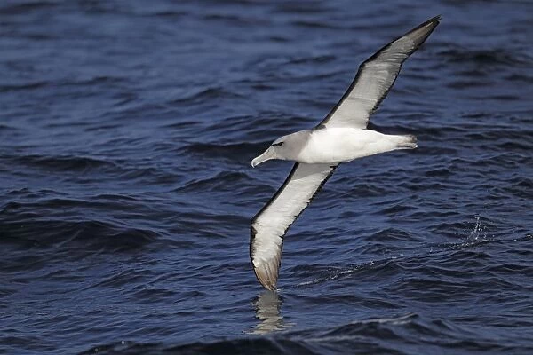 Salvins Albatross (Thalassarche salvini) adult, in flight over sea, off New Zealand, March