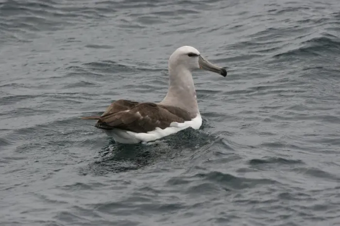 Framed Print : Salvin's Albatross (Thalassarche salvini) immature, swimming, off Quintero, Chile, november