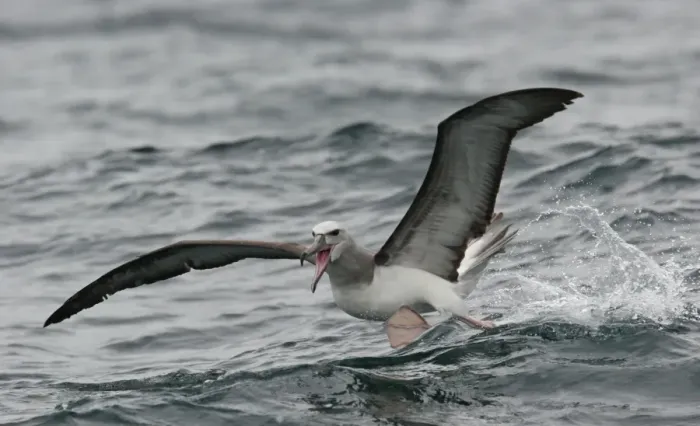 Framed Print : Salvin's Albatross (Thalassarche salvini) immature, taking off from sea, off Quintero, Chile, november