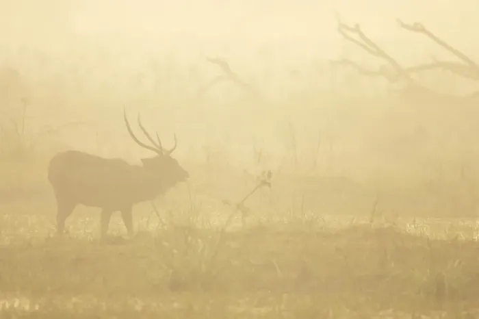 Framed Print : Sambar (Cervus unicolor) adult male, feeding, silhouetted in mist at dawn, Keoladeo Ghana N. P. (Bharatpur), Rajasthan, India