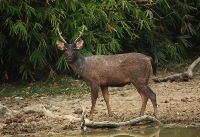 Framed Print : Sambar (Cervus unicolor) adult male, standing at edge of forest waterhole, Kaeng Krachan N. P. Thailand, february Framed Print : Sambar (Cervus unicolor) adult male, standing at edge of forest waterhole, Kaeng Krachan N. P. Thailand, february