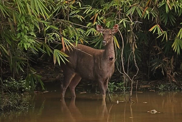 Sambar (Rusa unicolor) adult female, with fly infested wound on throat, standing at edge of forest waterhole, Kaeng Krachan N. P. Thailand, november