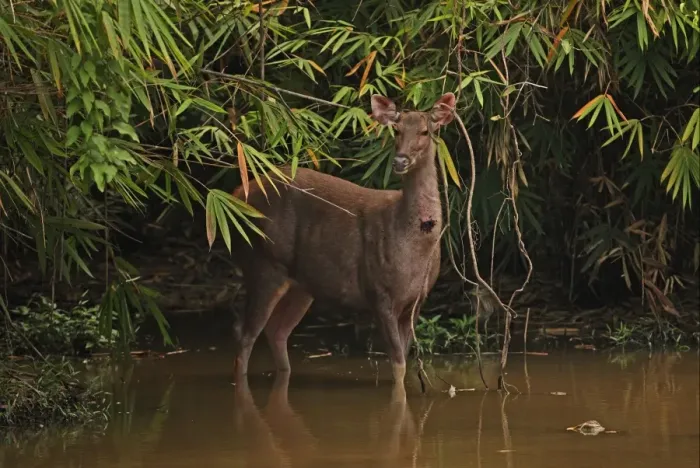 Framed Print : Sambar (Rusa unicolor) adult female, with fly infested wound on throat, standing at edge of forest waterhole, Kaeng Krachan N. P. Thailand, november Framed Print : Sambar (Rusa unicolor) adult female, with fly infested wound on throat, standing at edge of forest waterhole, Kaeng Krachan N. P. Thailand, november