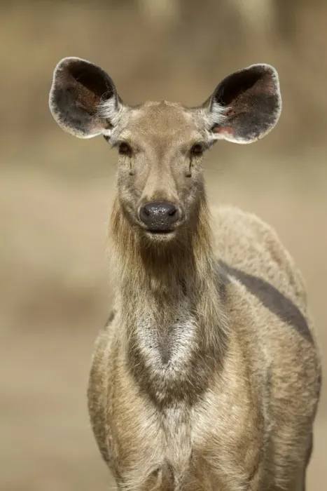 Framed Print : Sambar (Rusa unicolor) adult female, close-up of head and neck, Ranthambore N. P. Rajasthan, India, March Framed Print : Sambar (Rusa unicolor) adult female, close-up of head and neck, Ranthambore N. P. Rajasthan, India, March