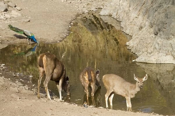 Sambar (Rusa unicolor) adult females and young, with Indian Peafowl (Pavo cristatus) adult male, drinking