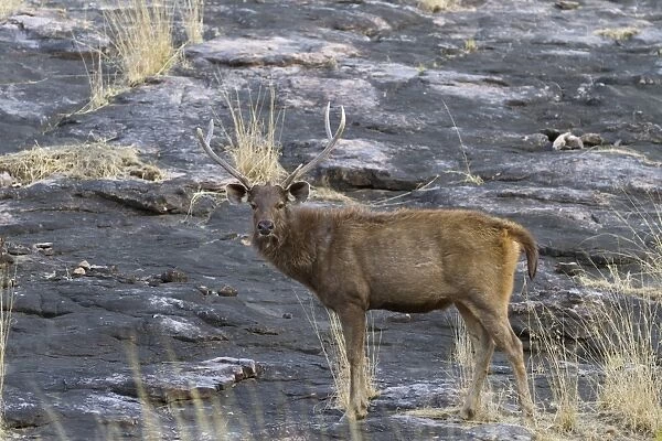 Sambar (Rusa unicolor) adult male, standing on rock, Ranthambore N. P. Rajasthan, India, March