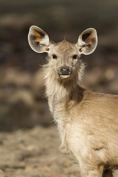 Sambar (Rusa unicolor) young, close-up of head and neck, Ranthambore N. P. Rajasthan, India, March