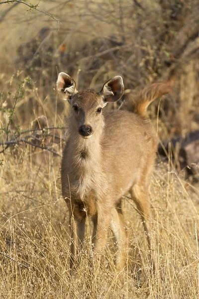 Sambar (Rusa unicolor) young, standing in grass, Ranthambore N. P. Rajasthan, India, March