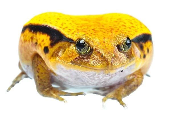 Sambava Tomato Frog (Dyscophus guineti) subadult
