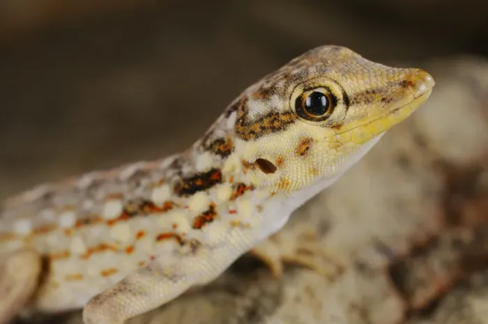Framed Print : Samha Rock Gecko (Pristurus samhaensis) adult, close-up of head, Samha Island, Socotra Archipelago, Yemen, march Framed Print : Samha Rock Gecko (Pristurus samhaensis) adult, close-up of head, Samha Island, Socotra Archipelago, Yemen, march