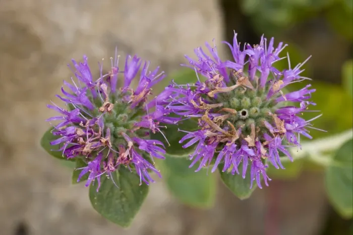 Framed Print : San Francisco Coyote Mint (Monardella villosa var. franciscana) close-up of flowers, California, U. S. A. november Framed Print : San Francisco Coyote Mint (Monardella villosa var. franciscana) close-up of flowers, California, U. S. A. november