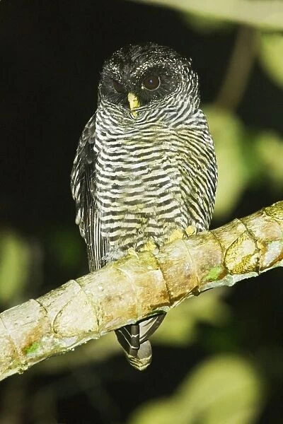 San Isidro Owl (Strix sp. ) Mystery Owl possibly new species or Black-and-white Owl (Strix nigrolineata)