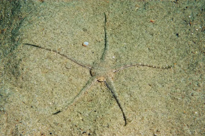 Framed Print : Sand Brittlestar (Ophiura ophiura) adult, on sandy seabed, Worbarrow Bay, Isle of Purbeck, Dorset, England, july Framed Print : Sand Brittlestar (Ophiura ophiura) adult, on sandy seabed, Worbarrow Bay, Isle of Purbeck, Dorset, England, july