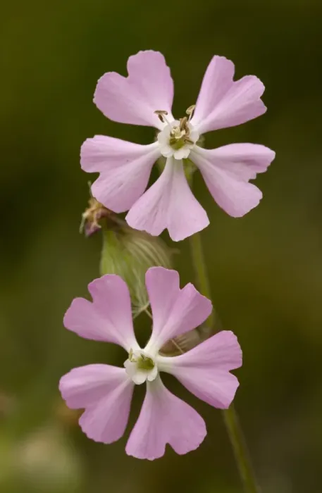 Framed Print : Sand Catchfly (Silene conica ssp. subconica var. grisebachii) close-up of flowers, Bulgaria, may Framed Print : Sand Catchfly (Silene conica ssp. subconica var. grisebachii) close-up of flowers, Bulgaria, may