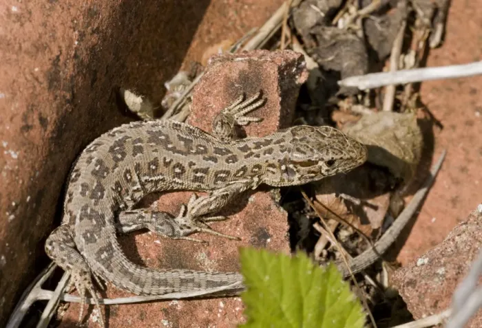 Framed Print : Sand Lizard (Lacerta agilis) adult female, basking on old tiles, Higher Hyde Heath, Dorset, England, June Framed Print : Sand Lizard (Lacerta agilis) adult female, basking on old tiles, Higher Hyde Heath, Dorset, England, June