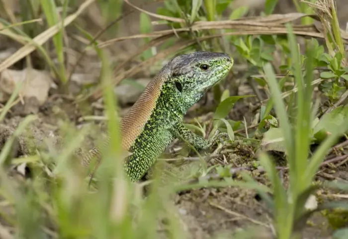 Framed Print : Sand Lizard (Lacerta agilis) adult male, brightly coloured during breeding season, emerging from hole, June Framed Print : Sand Lizard (Lacerta agilis) adult male, brightly coloured during breeding season, emerging from hole, June