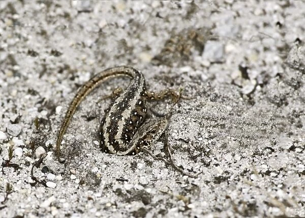 Sand Lizard (Lacerta agilis) Dorset race, adult female, emerging from nesting tunnel, Arne, Dorset, England, June