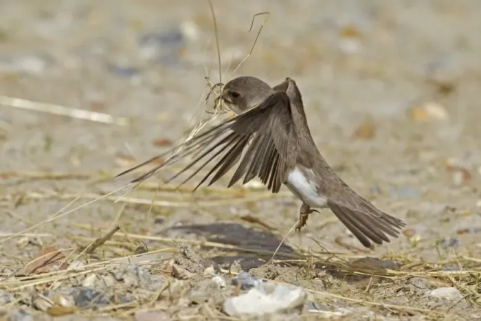 Framed Print : Sand Martin (Riparia riparia) adult, in flight, collecting nest material, Norfolk, England, April