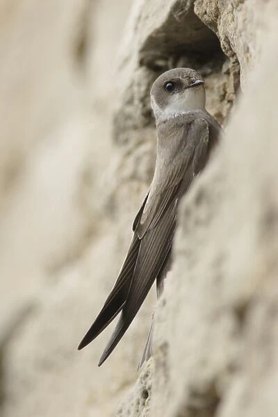Sand Martin (Riparia riparia) adult, at nesting burrow in artificial sandstone wall nestsite, West Yorkshire, England, may