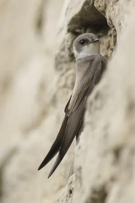 Framed Print : Sand Martin (Riparia riparia) adult, at nesting burrow in artificial sandstone wall nestsite, West Yorkshire, England, may Framed Print : Sand Martin (Riparia riparia) adult, at nesting burrow in artificial sandstone wall nestsite, West Yorkshire, England, may