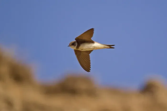Framed Print : Sand Martin (Riparia riparia) adult, in flight, Minsmere RSPB Reserve, Suffolk, England, june