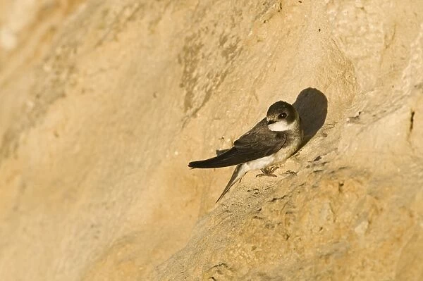 Sand Martin (Riparia riparia) adult, standing at nesting colony in cliff, North Norfolk, England, july